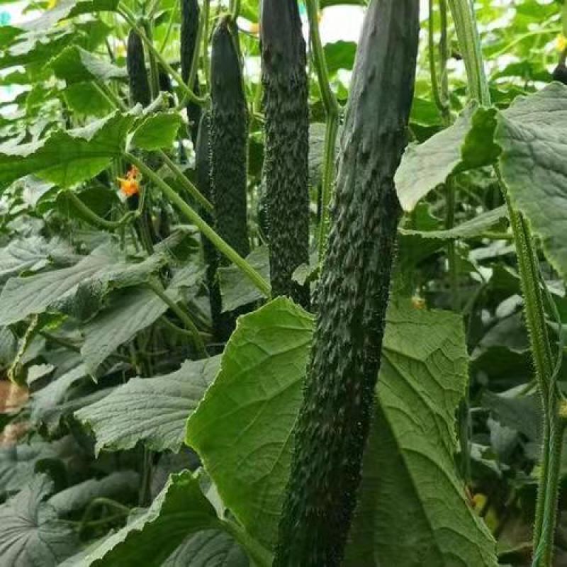 河南密刺黄瓜山东精品顶花油瓜货源充足产地直发量大质优