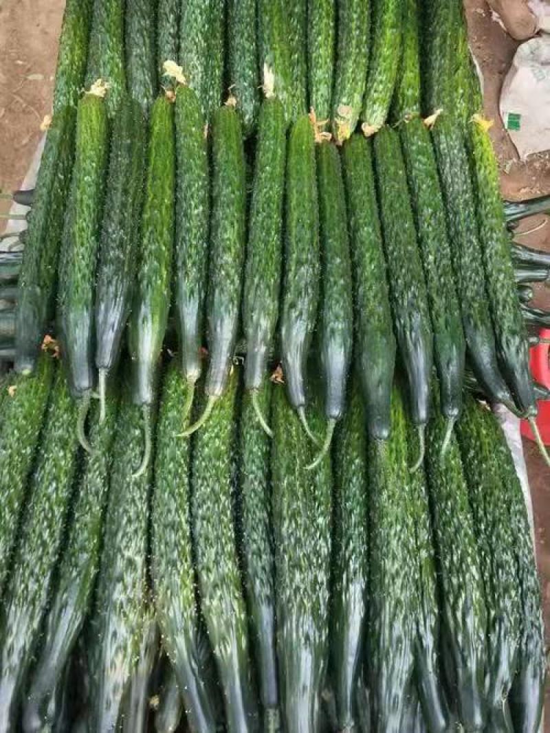 河南密刺黄瓜山东精品顶花油瓜货源充足产地直发量大质优