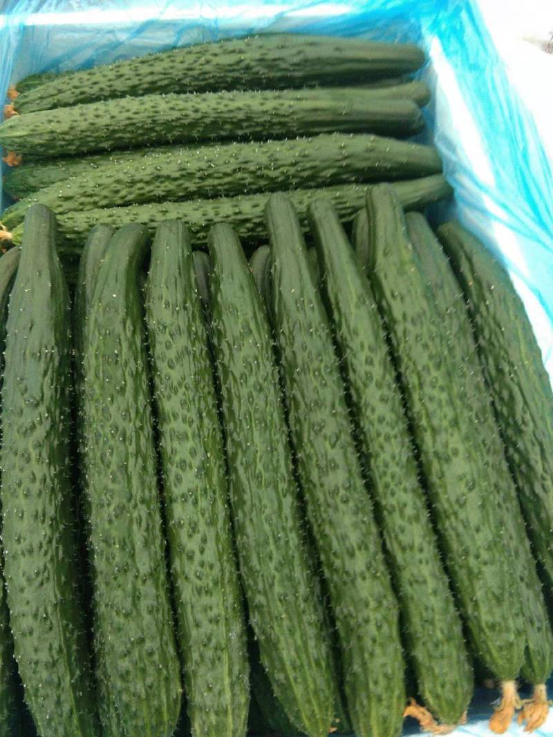 河南密刺黄瓜山东精品顶花油瓜货源充足产地直发量大质优