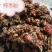 枣粉饲料养殖牛羊猪家禽兽用高蛋白饲料级红枣粉国产枣粉厂家