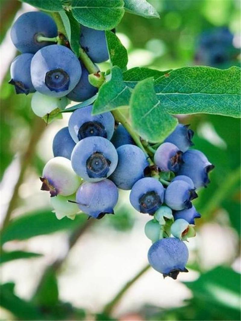 蓝莓袋苗高度40公分量多价优福建漳州