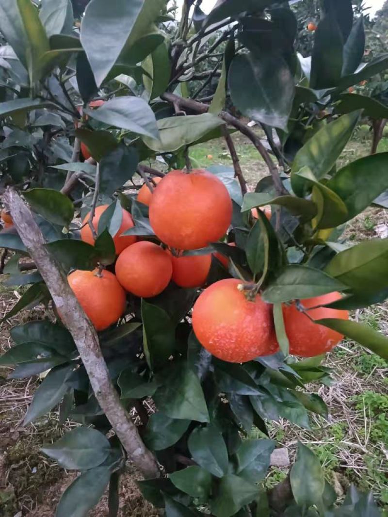 玫瑰香橙，血橙口感甜，适应市场，超市电商，诚信经营，合作好