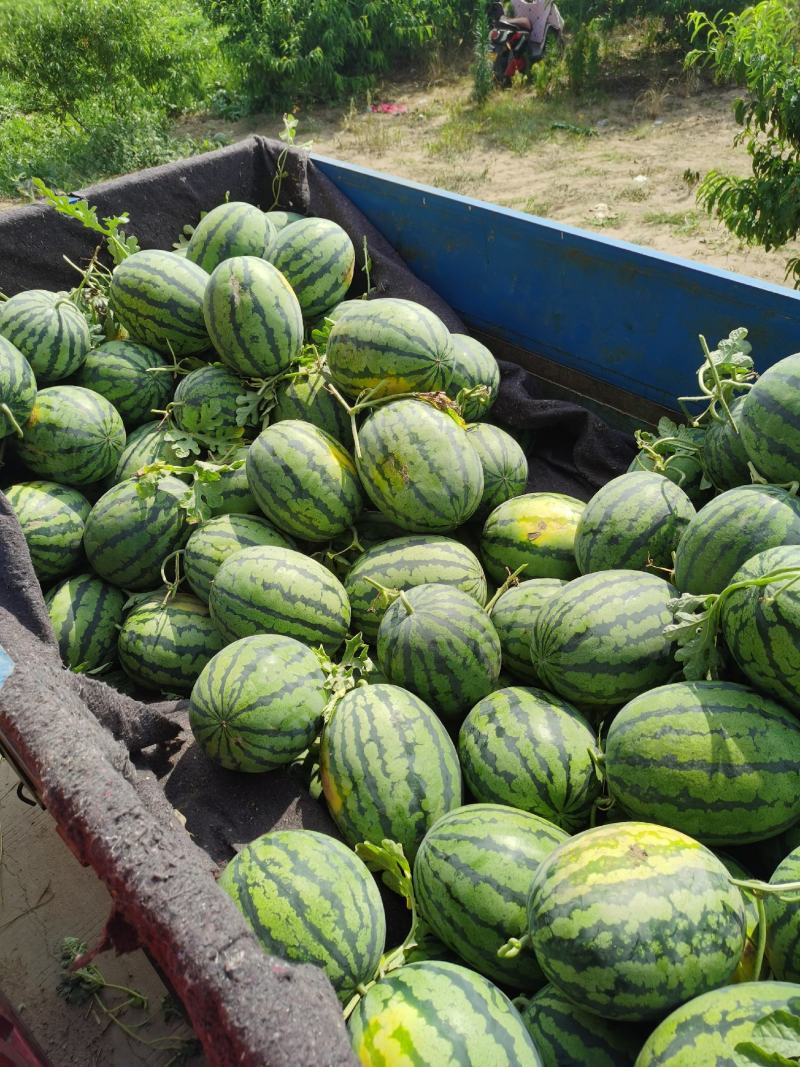【推荐】甜王西瓜对接各大电商商超水果市场社区团购
