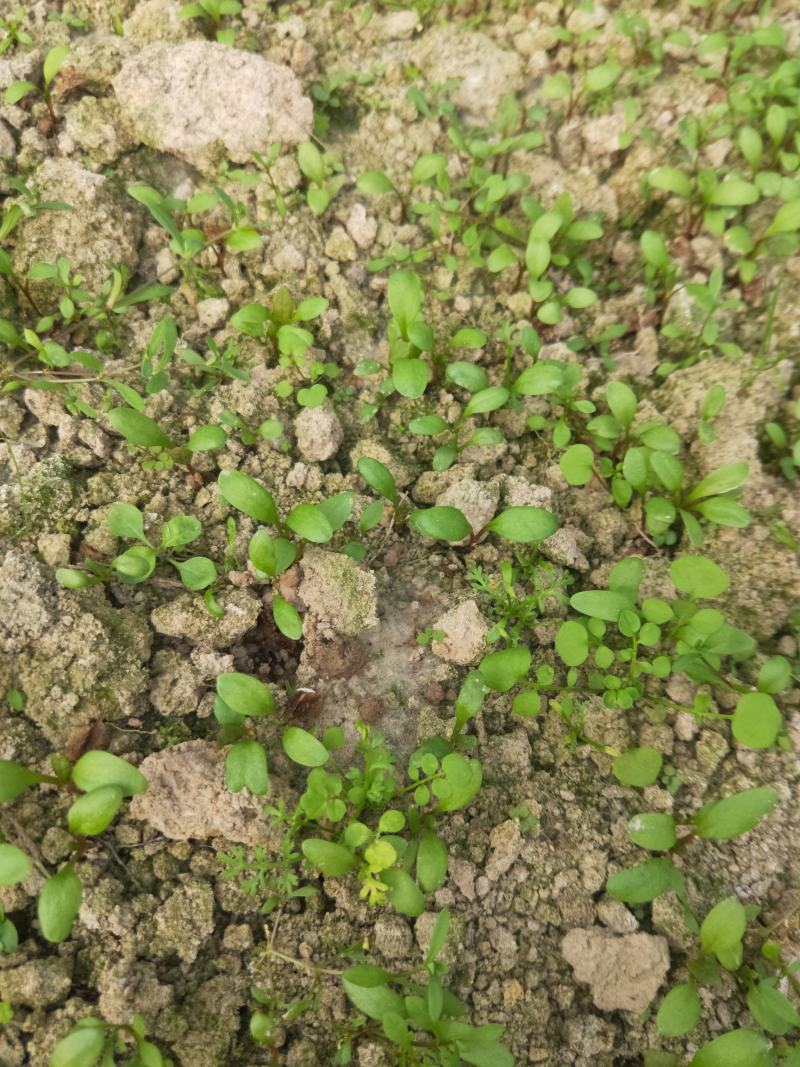 虎杖种子2023大量有货家种驯化包技术基地直发保质保量