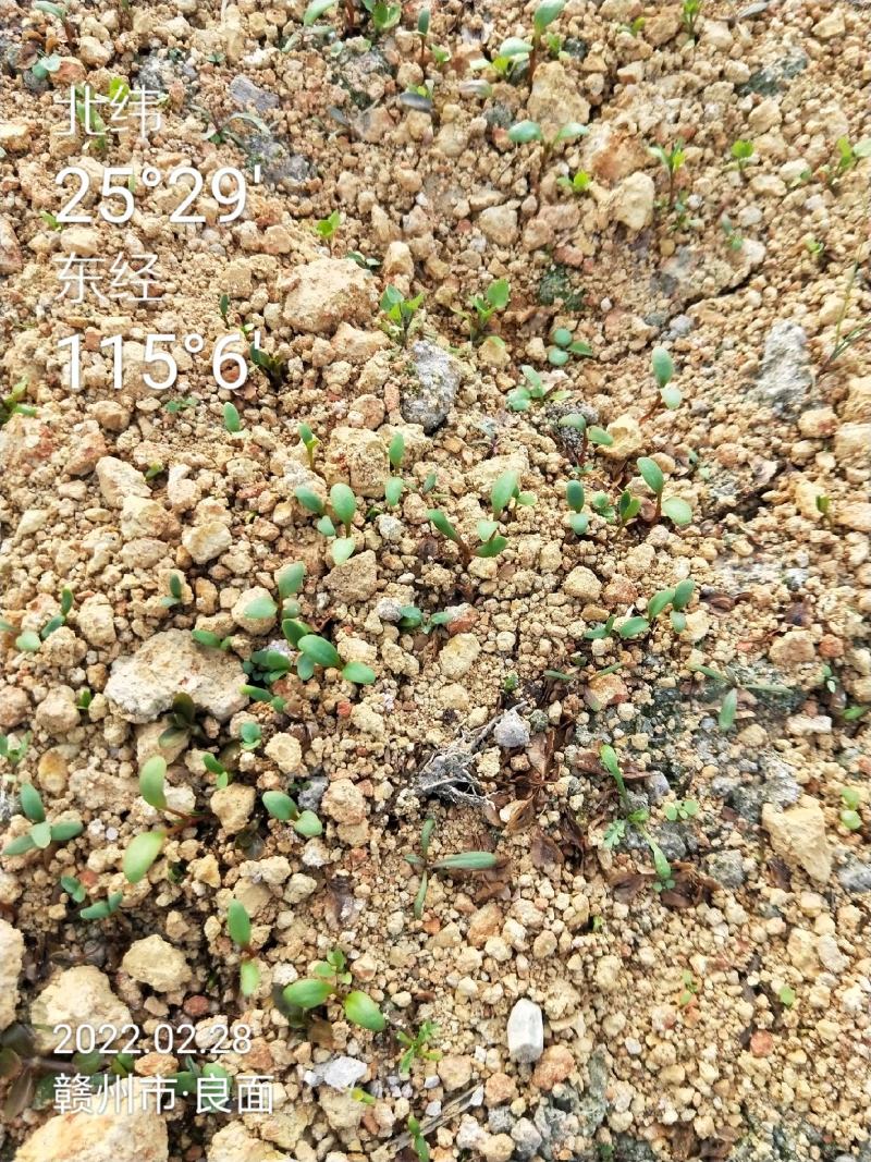 虎杖种子2023大量有货家种驯化包技术基地直发保质保量