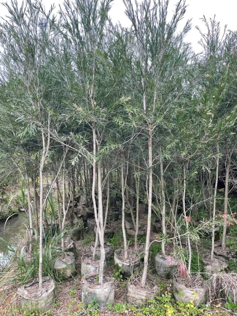 1-5公分高度1-3米红千层串钱柳红千层袋苗
