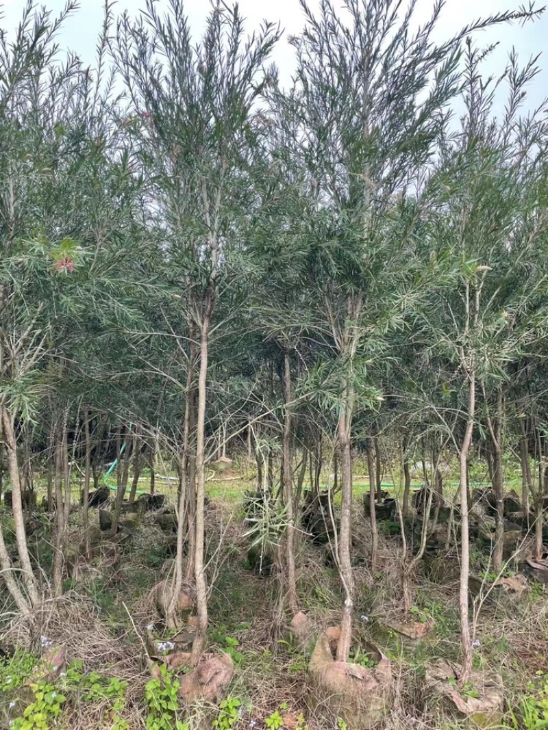 1-5公分高度1-3米红千层串钱柳红千层袋苗