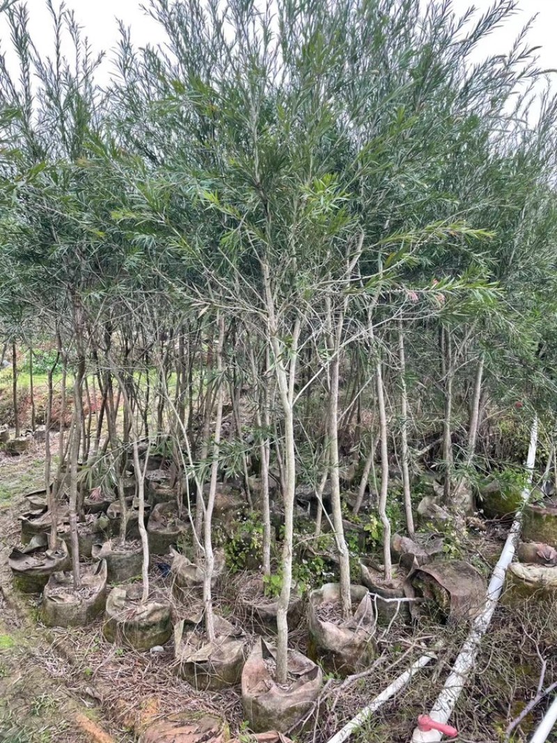 1-5公分高度1-3米红千层串钱柳红千层袋苗