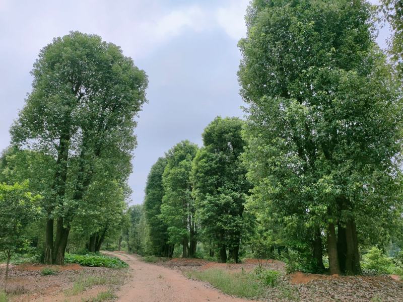 香樟，骨架移栽丛生香樟，原生骨架香樟货量充足质量