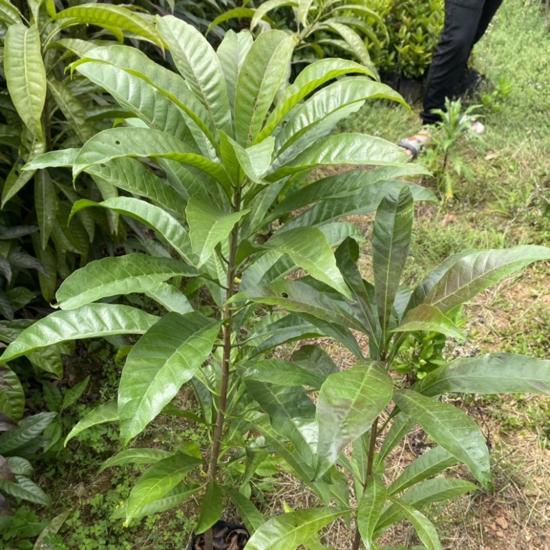 蛋黄果苗南方树苗四季可种植当年结果肉如蛋黄味道软糯