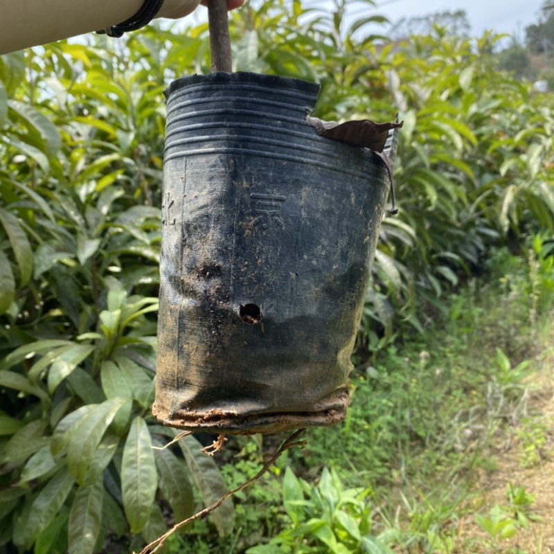 蛋黄果苗南方树苗四季可种植当年结果肉如蛋黄味道软糯