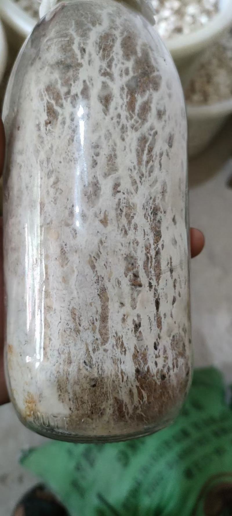 茯苓菌种粮食多产量高。质量保证茯苓收购