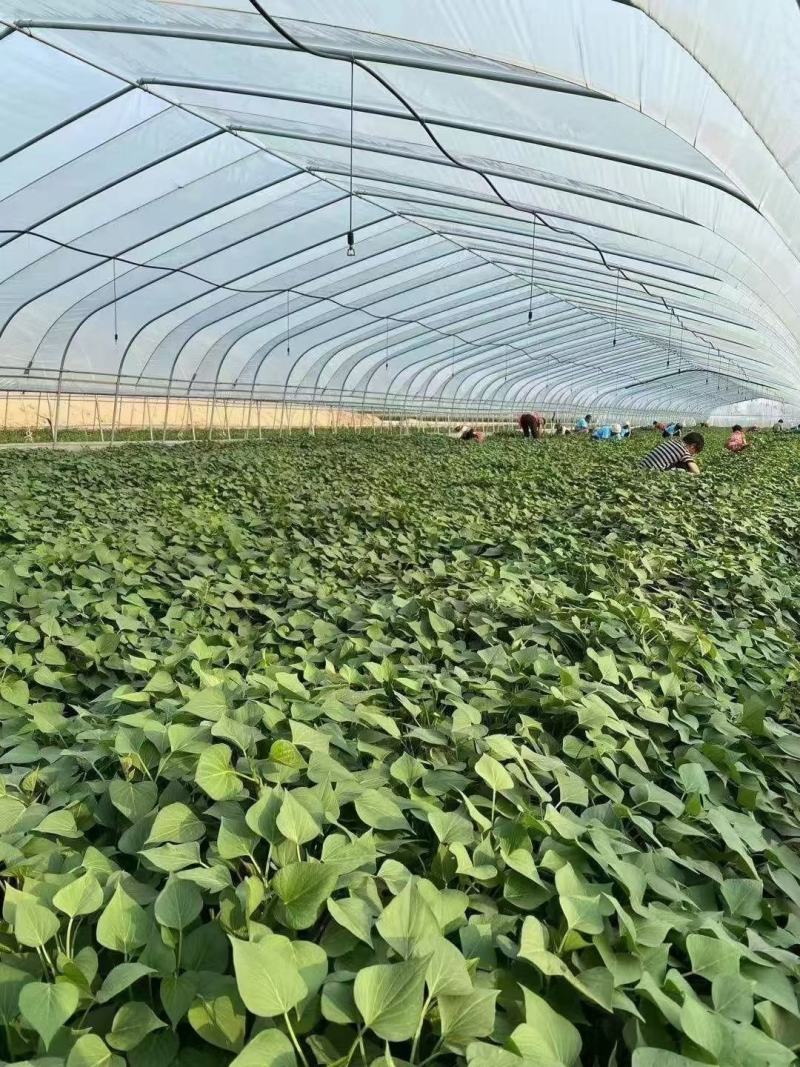 商薯19脱毒原种苗省农科院指定育苗基地苗粗壮成活率高
