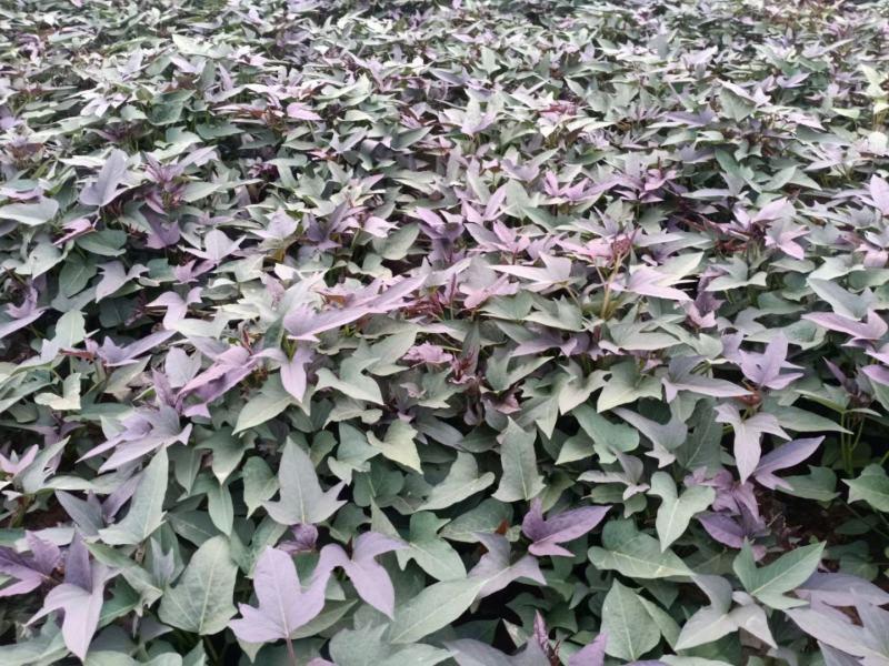 商薯19脱毒原种苗省农科院指定育苗基地苗粗壮成活率高