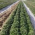 商薯19脱毒原种苗省农科院指定育苗基地苗粗壮成活率高