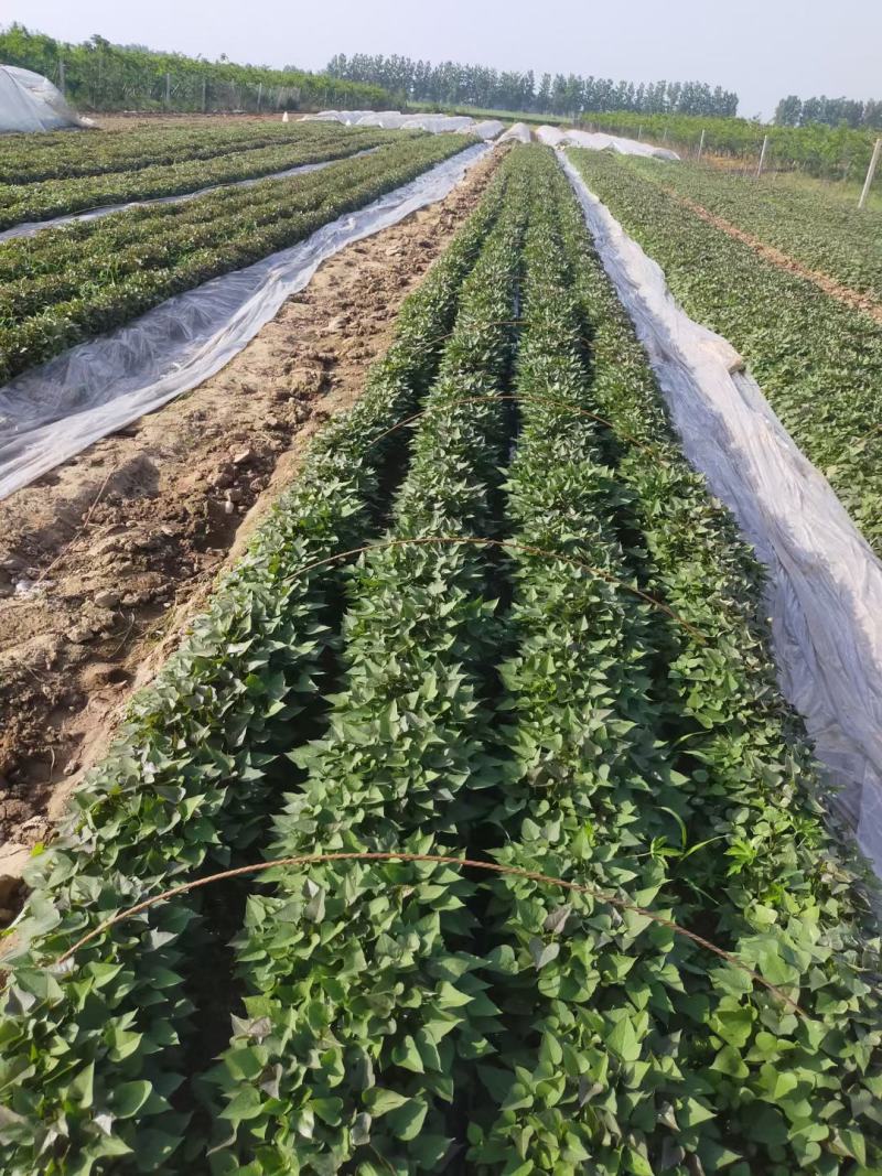 商薯19脱毒原种苗省农科院指定育苗基地苗粗壮成活率高