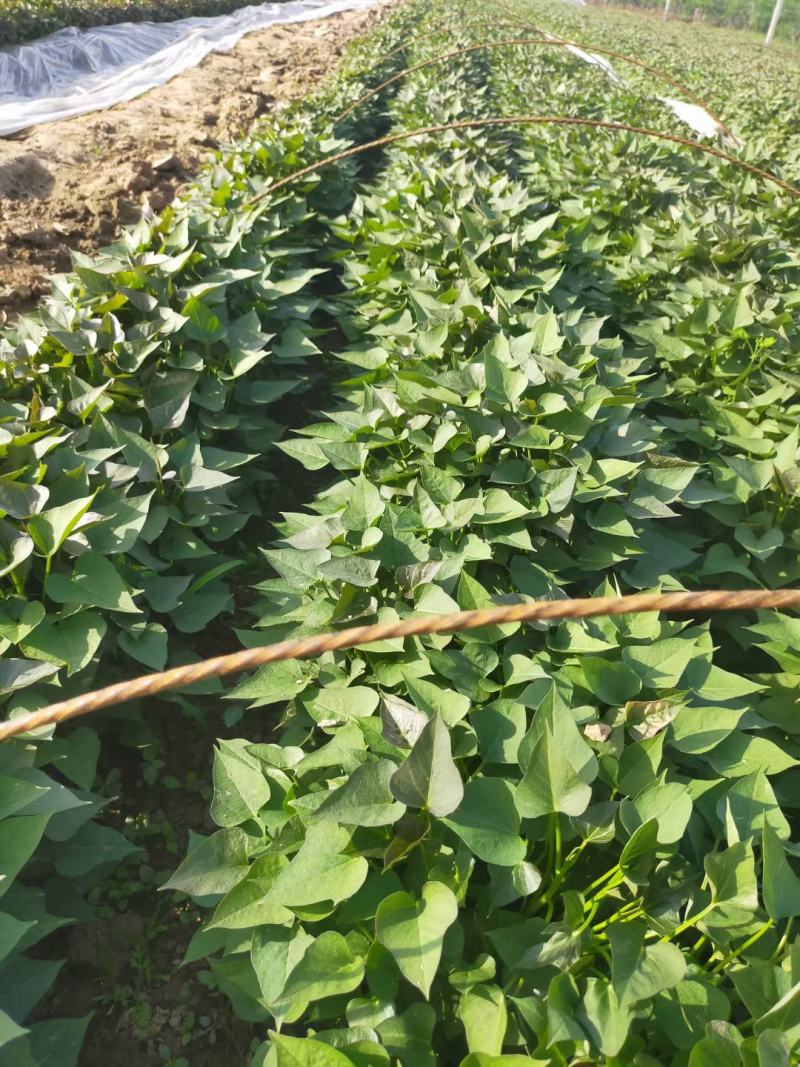 商薯19脱毒原种苗省农科院指定育苗基地苗粗壮成活率高