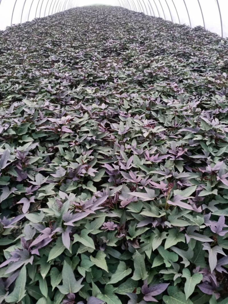 商薯19脱毒原种苗省农科院指定育苗基地苗粗壮成活率高