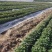 商薯19脱毒原种苗省农科院指定育苗基地苗粗壮成活率高