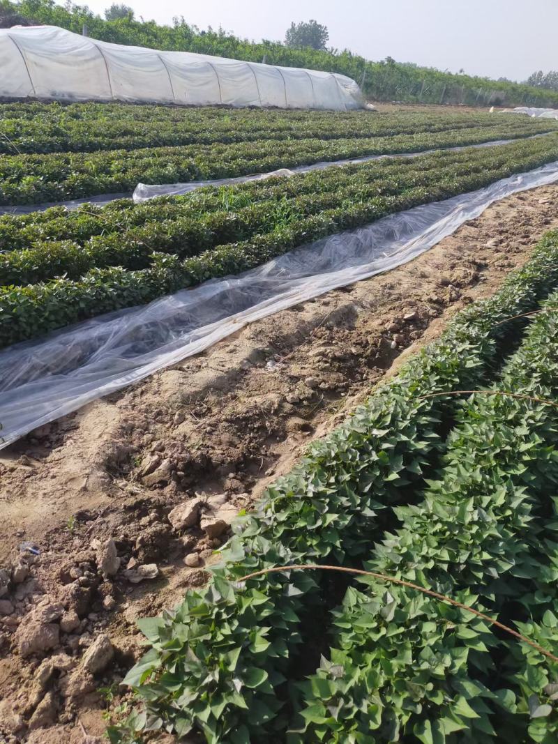 商薯19脱毒原种苗省农科院指定育苗基地苗粗壮成活率高