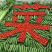 红尖叶，三青莴笋诚信代收代发一首货源一次合作永久合作
