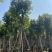天竺桂树苗、竺香、大叶天竺桂、山玉桂袋苗