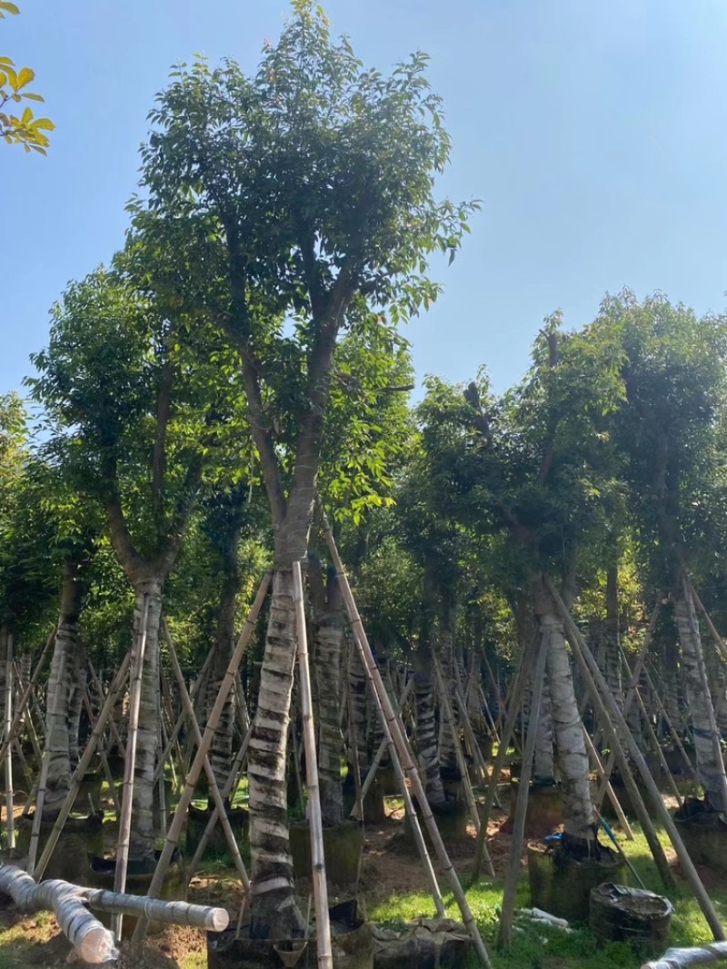 天竺桂树苗、竺香、大叶天竺桂、山玉桂袋苗