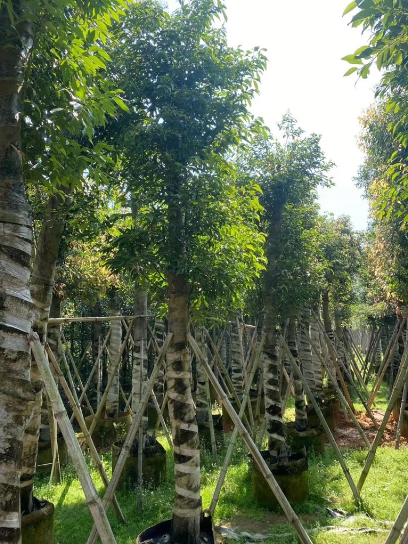天竺桂树苗、竺香、大叶天竺桂、山玉桂袋苗