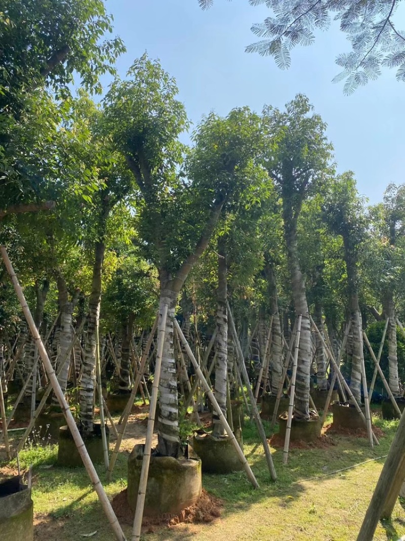 天竺桂树苗、竺香、大叶天竺桂、山玉桂袋苗