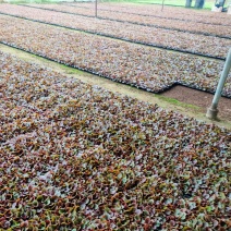 四季海棠穴盘苗山东青州大量供应各种时令草花穴盘苗基地直发