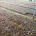 四季海棠穴盘苗山东青州大量供应各种时令草花穴盘苗基地直发