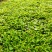 四季海棠穴盘苗山东青州大量供应各种时令草花穴盘苗基地直发