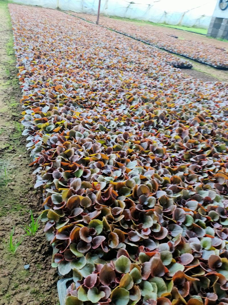 四季海棠穴盘苗山东青州大量供应各种时令草花穴盘苗基地直发