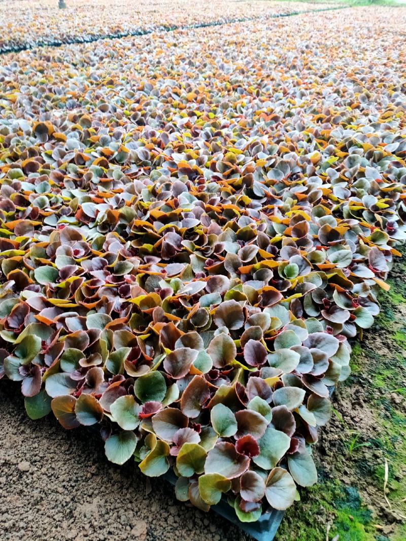 四季海棠穴盘苗山东青州大量供应各种时令草花穴盘苗基地直发