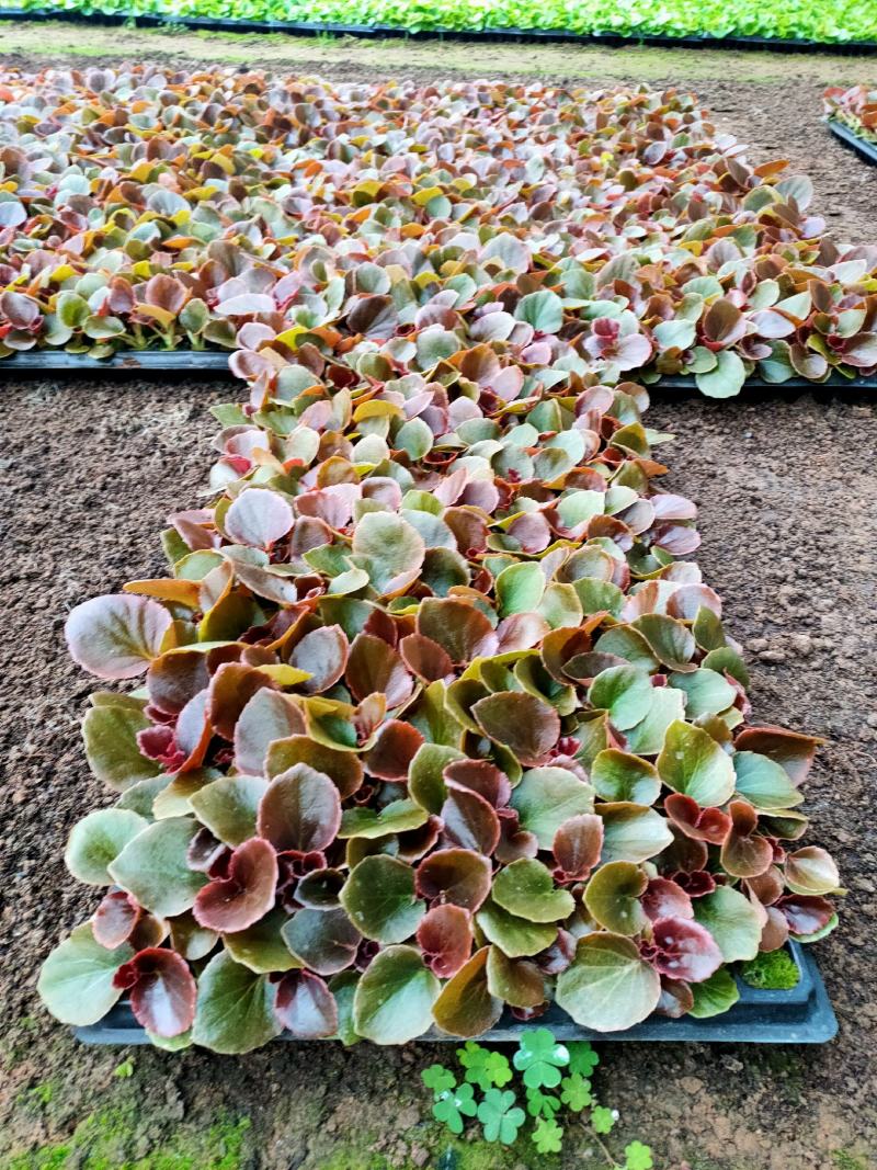 四季海棠穴盘苗山东青州大量供应各种时令草花穴盘苗基地直发