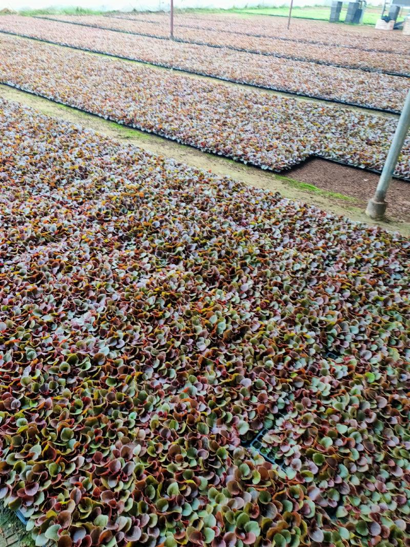 四季海棠穴盘苗山东青州大量供应各种时令草花穴盘苗基地直发