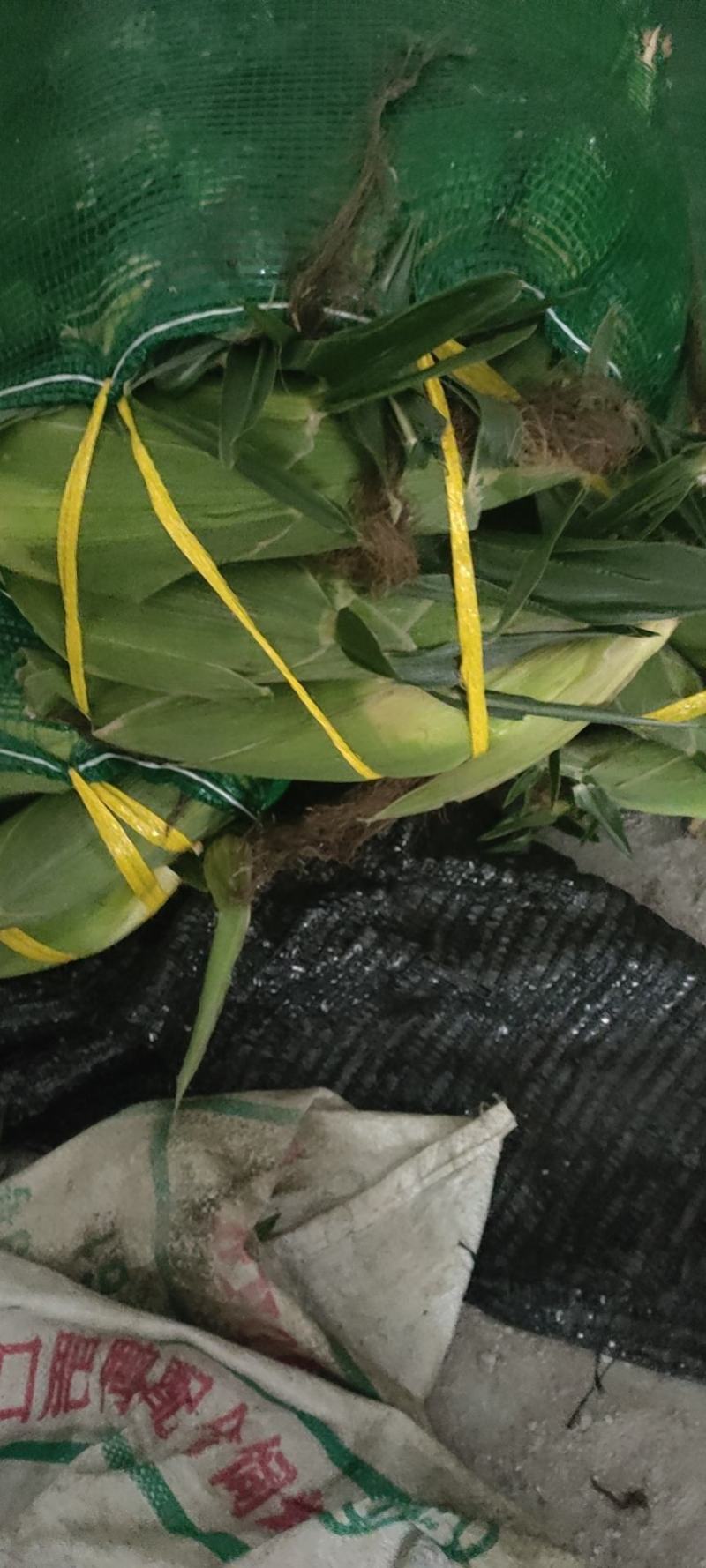 甜玉米，糯玉米