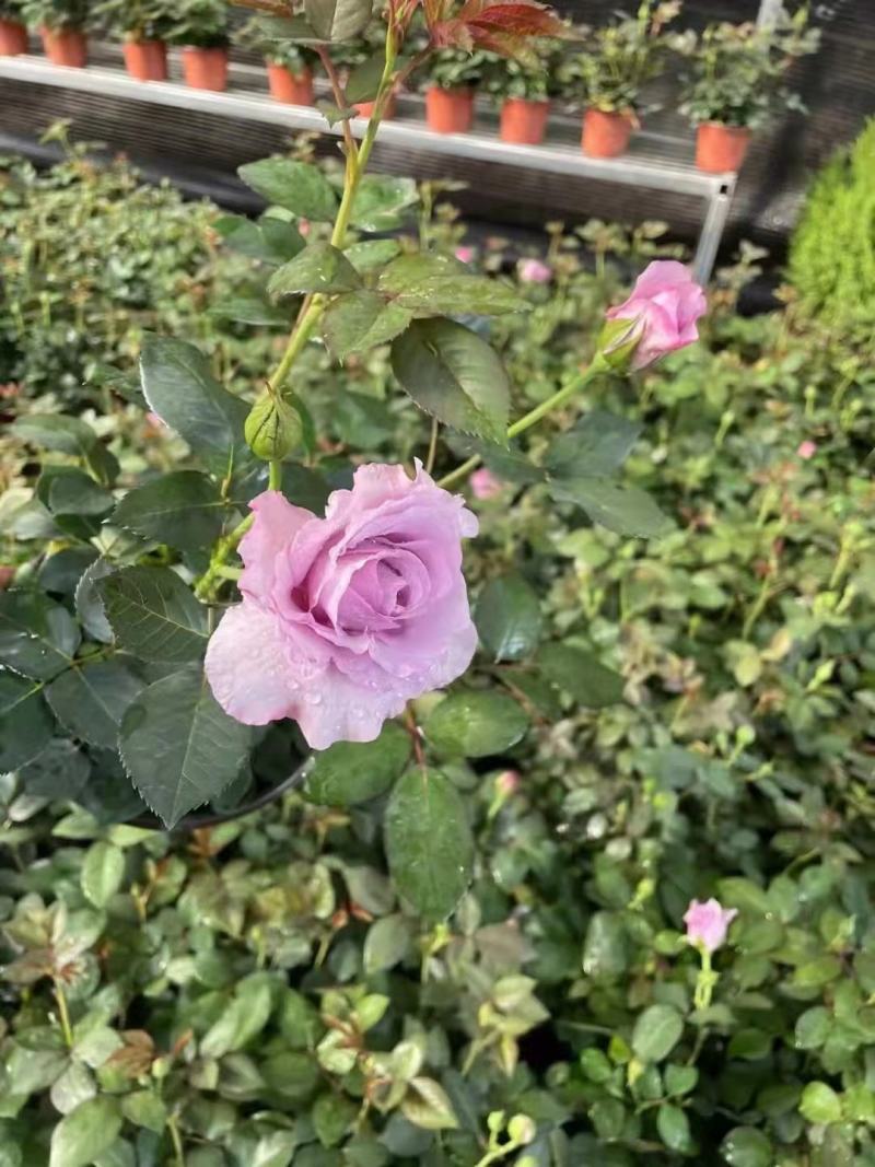 180月季香奈儿中国红果汁新希望彩虹红丝绒梦幻蓝色风暴辉