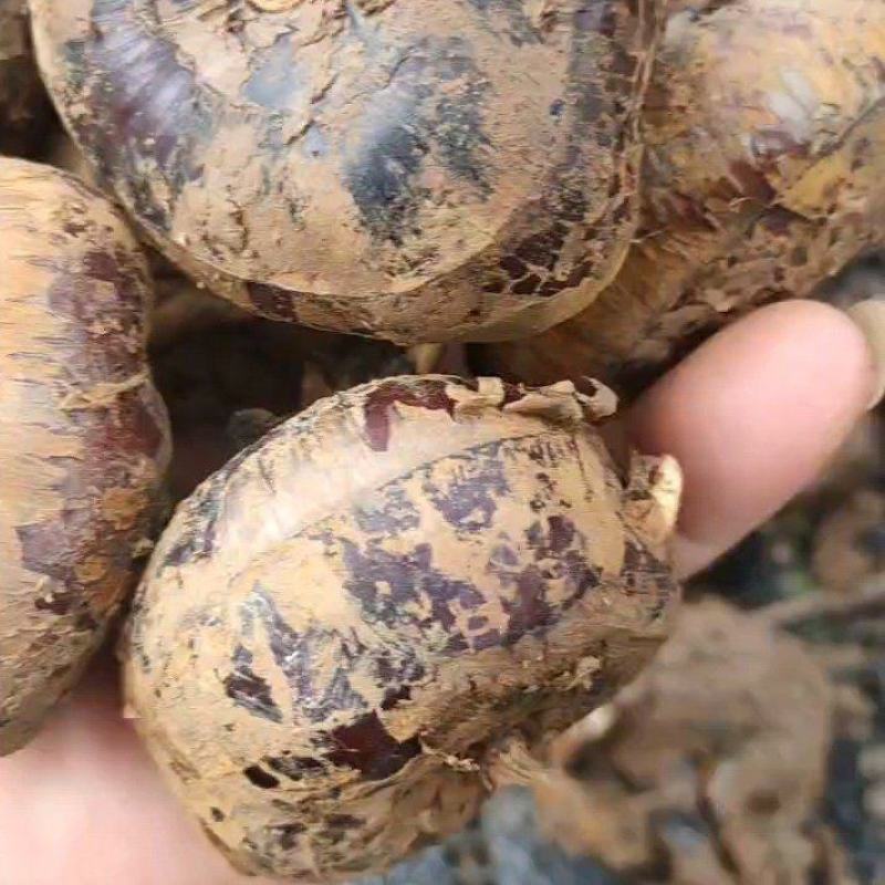 云南新鲜大马蹄带泥一起现挖现发农家当地蔬菜水果