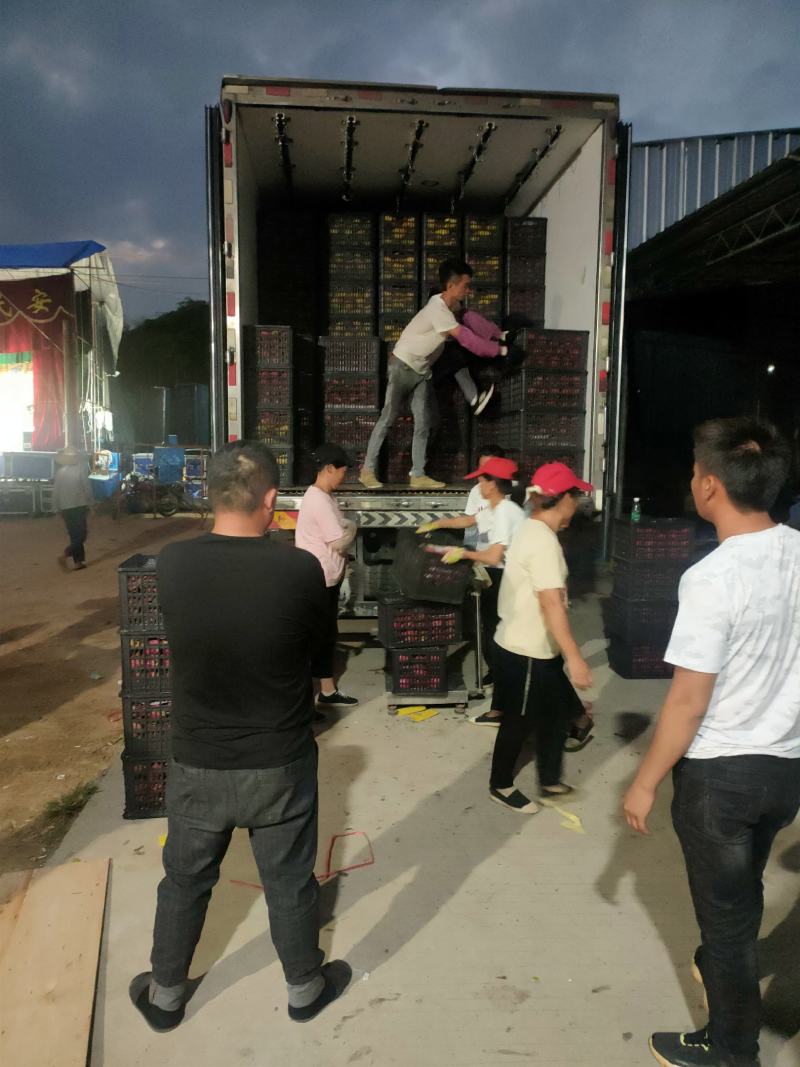 火龙果，金都，大红，红宝龙，桂红龙