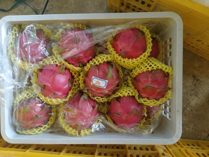 火龙果，金都，大红，红宝龙，桂红龙