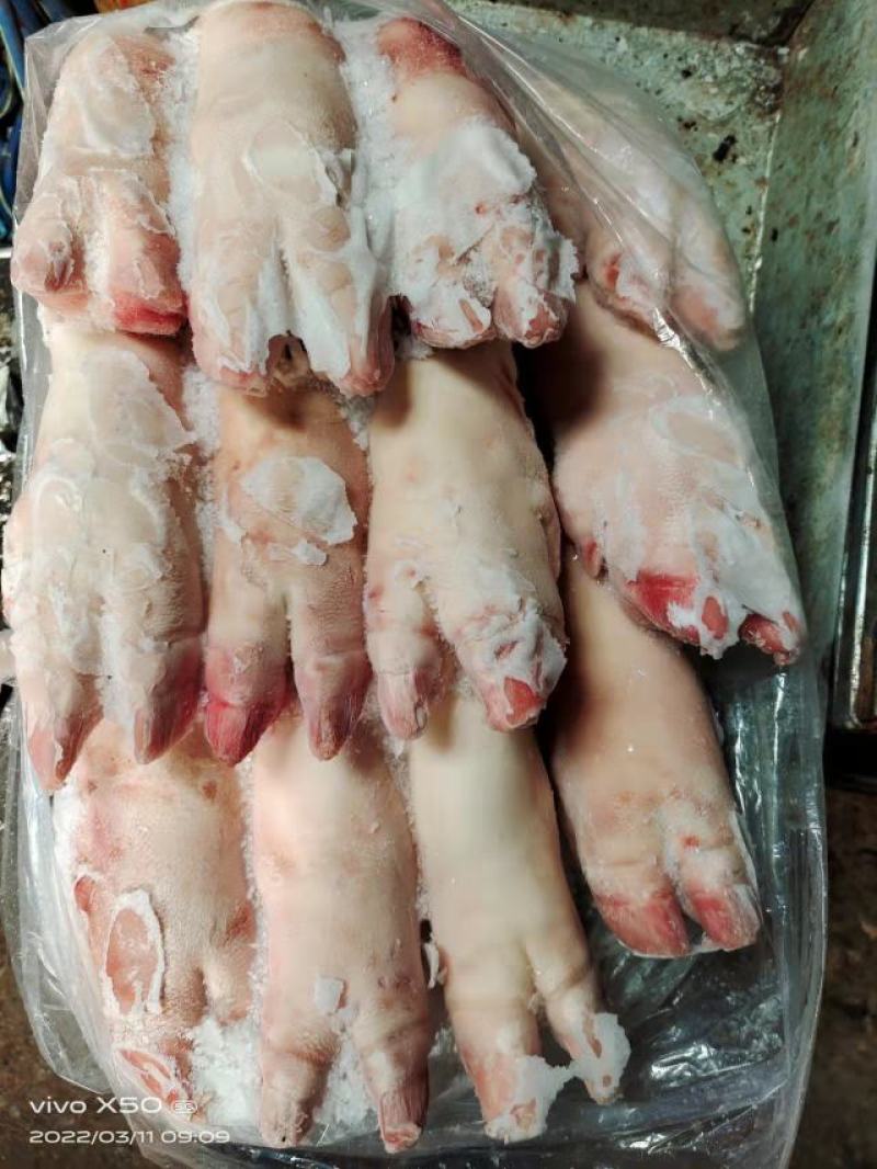 母猪带筋猪蹄