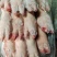 母猪带筋猪蹄
