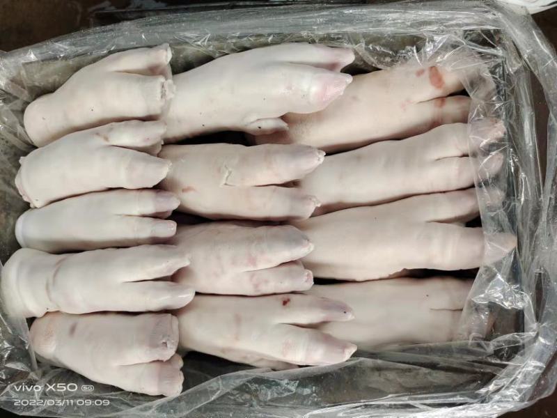 母猪带筋猪蹄