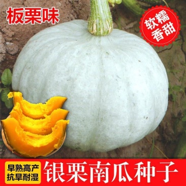 银栗南瓜种子新疆白皮银栗南瓜种籽板栗味香甜粉糯蔬菜四季