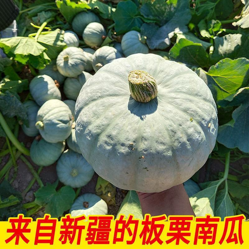 银栗南瓜种子新疆白皮银栗南瓜种籽板栗味香甜粉糯蔬菜四季
