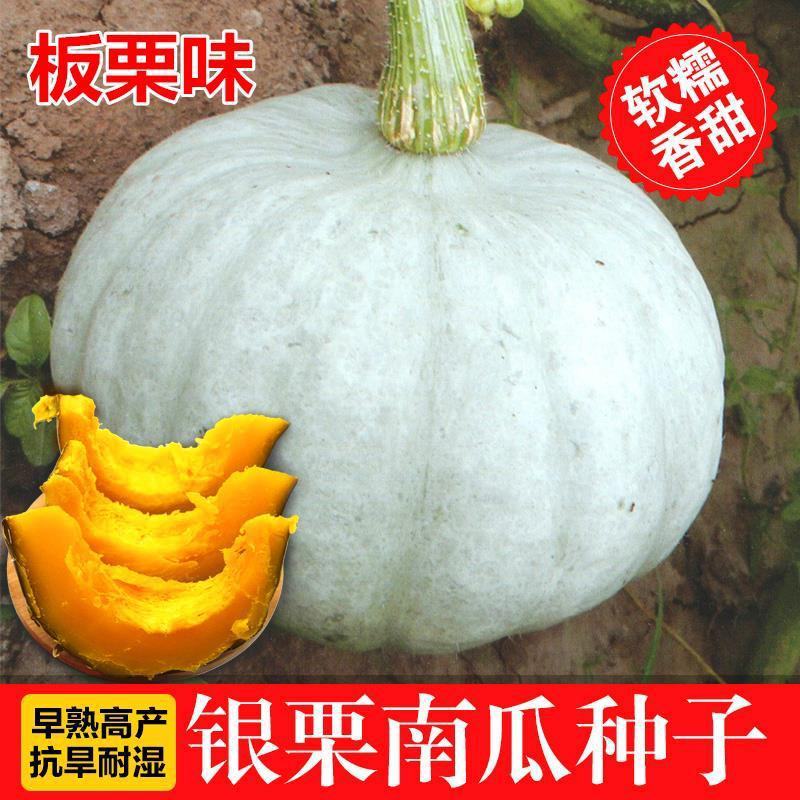 银栗南瓜种子新疆白皮银栗南瓜种籽板栗味香甜粉糯蔬菜四季