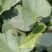 秦薯5号红薯苗原种高剪，拔苗