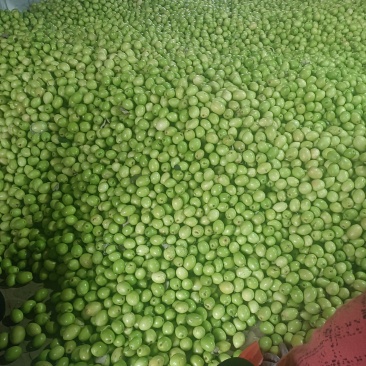 密丝枣，100万斤等你来拿，联系上我，让老板满意回