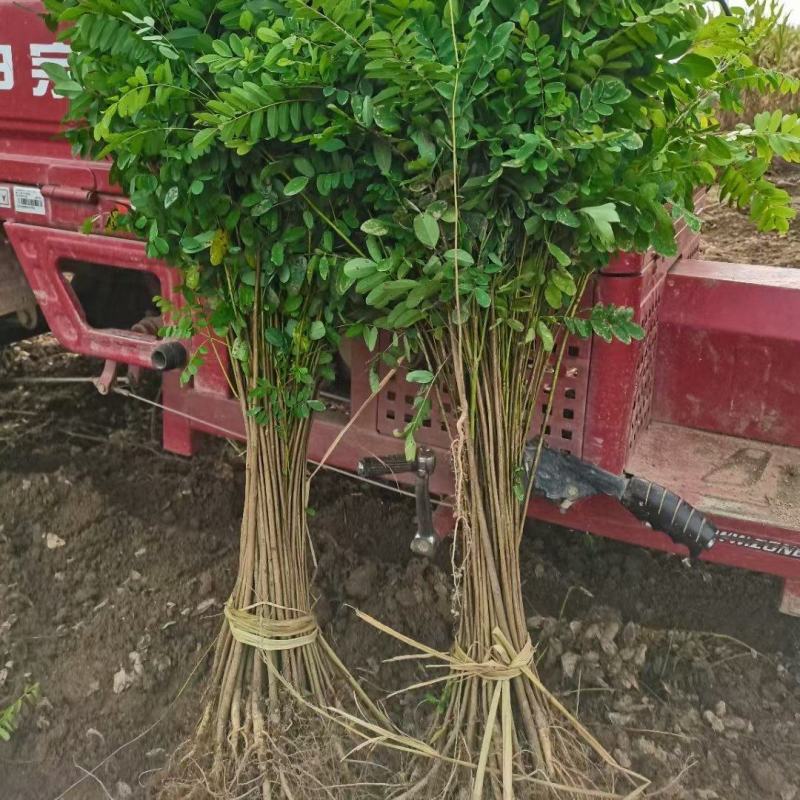 产地批发紫穗槐(油条)播种苗苗子粗壮产一手货源优惠